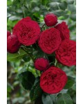 Роза чайно-гибридная спрей Ред Пиано красная | Троянда чайно-гібридна спрей Ред Піано червона | Hybrid tea rose spray Red Piano red